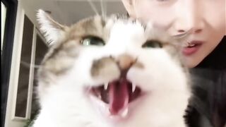 Kitten's First Time Trying Wet Food! 6