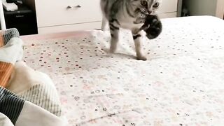 You Won't Believe What This Cat Did! 7