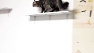 Hilarious Cat Scared of Cucumber! 6
