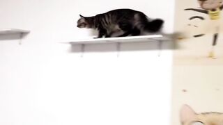 This Cat Thinks He is a Dog! 6
