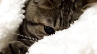 Sleeping Kitten Dreams are the Cutest! 7