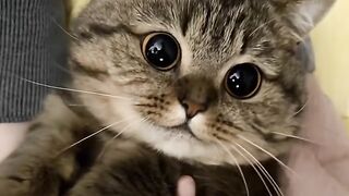 Cat vs Mirror: Epic Battle! 😂 7