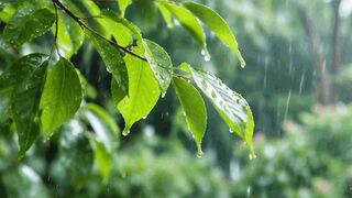 Gentle Rain and Swaying Green Leaves with Relaxing Piano Music