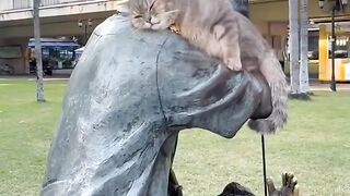 Smart Cat Opens the Door! Genius! 6