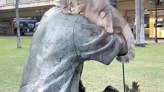 Cat Sneezing is the Cutest Thing! 7