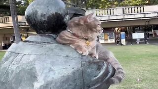 Bath Time Disaster for This Cat! 7