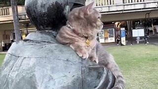 Cat Trapped in a Cardboard Box! 8