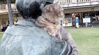 Cat Begging for Human Food! 🍗 7