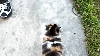 Invisible Maze Challenge for Cat! 7