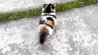 Cat Bringing Me Weird Gifts! 7