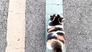 Fat Cat Trying to Fit in Small Bowl! 7