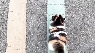 Extreme Cat Parkour in the Living Room! 7