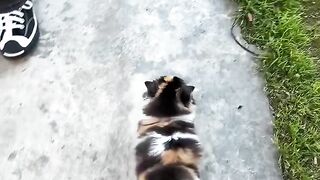 Cat Jealous of the New Baby! 7
