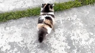 Cat Trying to Catch Fish on iPad! 7