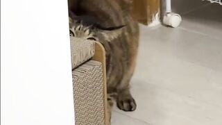 Cat Refuses to Let Owner Work! 6