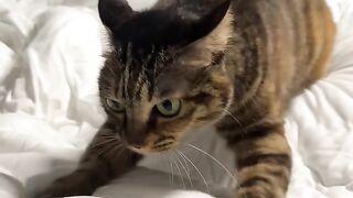 Cat vs Robot Vacuum! Epic Showdown! 6