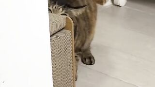 Cat Smelling Durian for the First Time! 😂 6