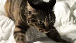 Cat Adopts an Orphaned Squirrel! 6