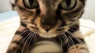 Cat Ringing a Bell for Treats! 7