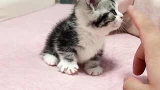 Cat Trying to Fit in a Tiny Shoe! 5