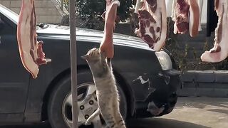 Cat Waking Up Confused! Where Am I? 6