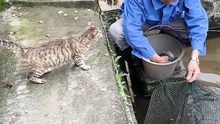 Cat Enjoying a Gentle Brushing! ASMR! 7