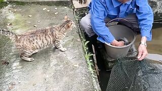 Cat Hissing at its Own Reflection! 6
