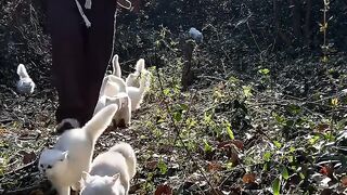 Cat Obsessed with a Cotton Swab! 6