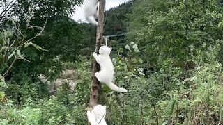 Cat Meowing "Hello"! Talking Pet! 7