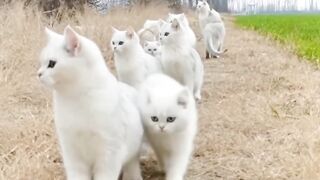 Cat Sleeping in the Weirdest Position Ever! 6