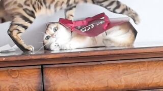 Cat Protecting Owner from a Bug! 7