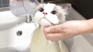 Cat Getting Mad at its Own Tail! 7