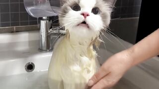 Cat Loving a Belly Rub! Rare Footage! 7