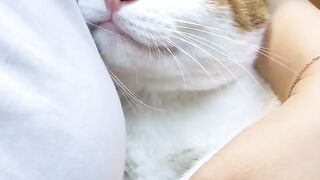 Cat Eating Watermelon! ASMR Crunches! 6