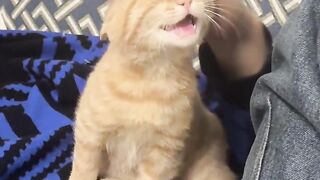 Cat Hiding in a Grocery Bag! Surprise! 6