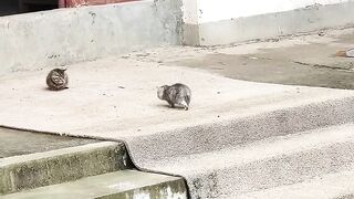 Cat Watching Horror Movie! Scared Reaction! 6