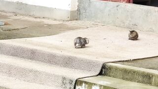 Cat Sliding into a Box like a Boss! 6