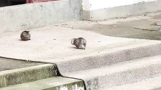 Cat Refusing to Wake Up! Heavy Sleeper! 6