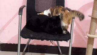 Cat Getting a Brain Freeze! 😂 7
