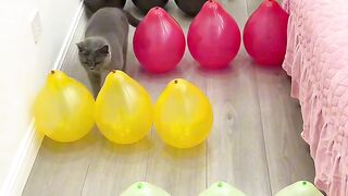 Cat Wakes up Confused! 7