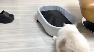 Cat Tries to Fit in a Tiny Box! 7