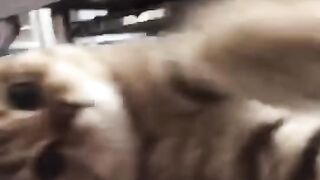 Cat Purring Like a V8 Engine! 7