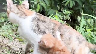 Cat Trying to Catch Snowflakes! ❄️ 14