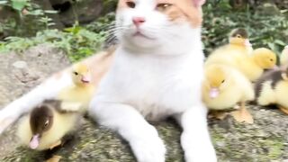 Cat Stealing Owner's Socks! 7