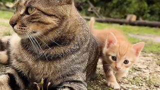 Cat Smelling a Lemon! 😂 7