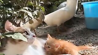 Cat Hugging its Best Friend! 6