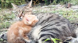 Cat Annoyed by a Snoring Dog! 6