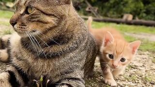 Cat Meowing "No" to the Vet! 6