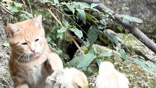 Cat Getting a Brain Freeze from Popsicle! 6