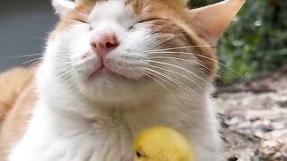 Cat Carrying a Giant Teddy Bear! 6